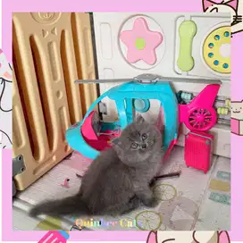 Kucing Persia Flatnose Betina Blue Solid / Abu