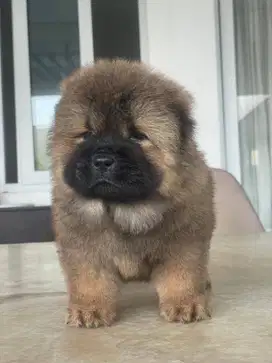JUAL CEPAT ANAKAN CHOW CHOW QUALITAS ISTIMEWA