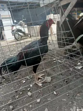 Ayam bangkok berbagai usia trah jelas banyak jenisnya ternakan sendiri