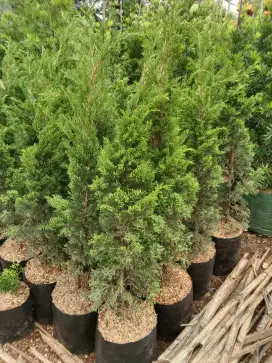 Pohon Cemara Tretes