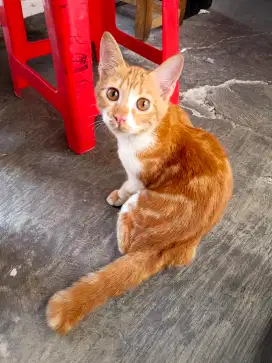 Di jual kucing anakan