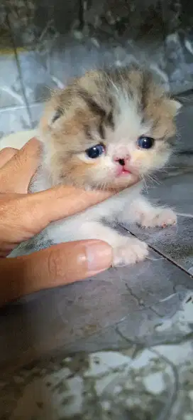 Kucing peaknose calico