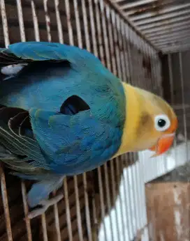 Burung lovebird