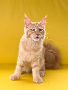 MAINECOON Nonped