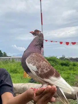 Jual merpati tinggian