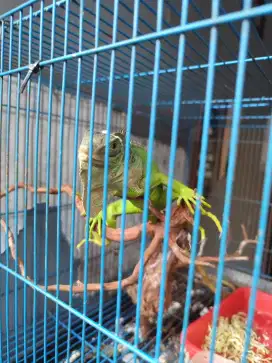 Jual Iguana ukuran 60cm