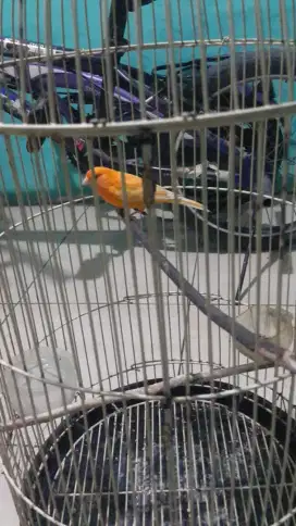 Kenari gacor burja