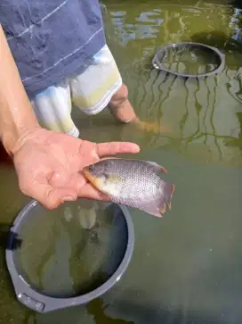 Bibit ikan gurame