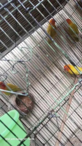 2 pasang lovebird sesua foto sudah jodoh