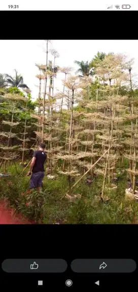 tanaman pohon ketapang kencana parigata tinggi 3 meter