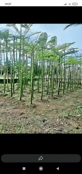 tanaman pohon solobium tinggi 3 meter