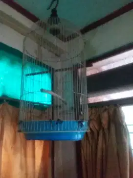 KHUSUS JUAL BORONGAN SANGKAR KAPSUL LOVEBIRD 180 AJA 2 SANGKAR