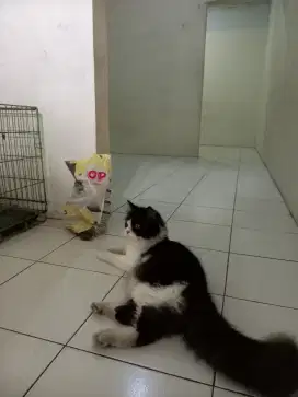 DIJUAL 2 KUCING PERSIA GEMBUL 2 WARNA