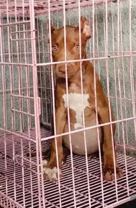 Pitbull Betina 3 bln Vaksin