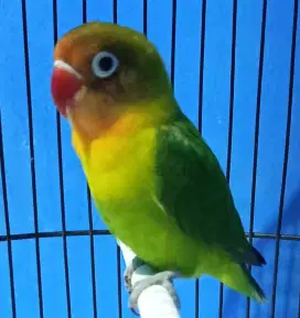 Burung Lovebird