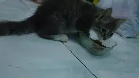 Kitten Abu Nurut Lucu