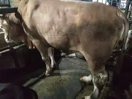 sapi jantan 500kiloan siap kurban 2025 jamin puas rawatan kandang top