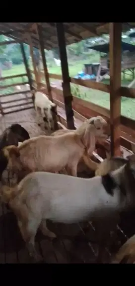 Jual kambing jantan