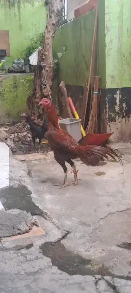 Ayam Bangkok ekor lidi