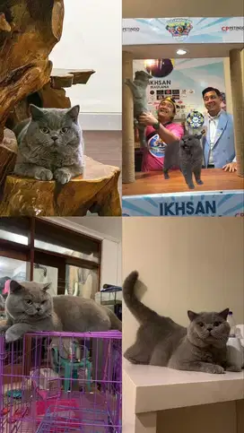 British Shorthair Blue Import Rusia ( kode EMS:BRI a) Male/jantan.