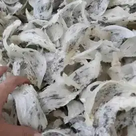 SARANG BURUNG WALET atau YENWO asli kotor mangkok Bird's Nest 5gram