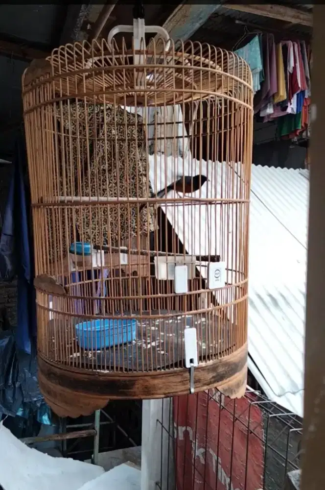 Burung murai pastol harian bunyi ,burja