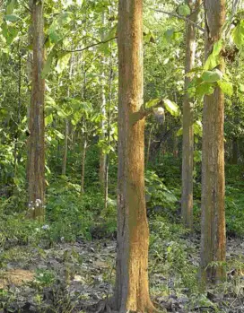 Pohon Jabon, Untuk bahan kayu matrial