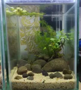 Aquascape ukuran 30*30*30 simple natural