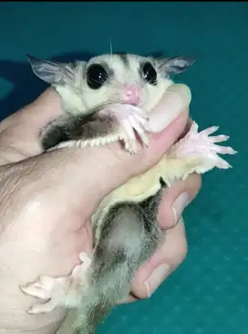 Sugar Glider Mozaik Jantan Joey