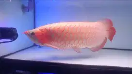 IKAN AROWANA SUPER RED SIZE 55 UP