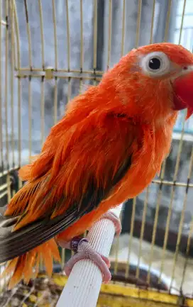 Burung lovebird