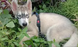 Puppy Siberian Husky 3 bulan, jantan.