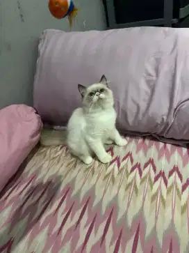 kitten ragdol betina super fluffy