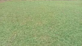 Rumput gajah mini permeter