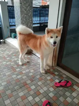 Pejantan Akita for sale