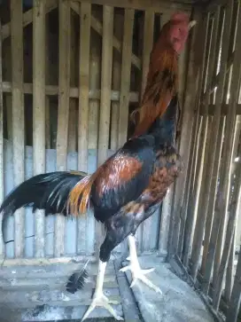 Ayam bangk muda