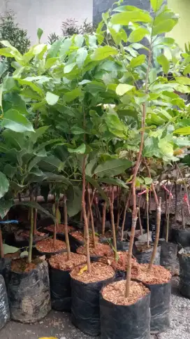 Bibit jambu madudelhi,dalhari, citra
