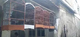 Burung murai medan betina