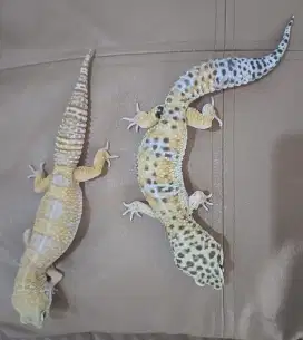 Di jual Gecko jantan dan betina