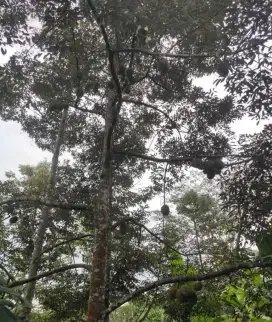 Kebun Durian Berbuah di Jumantono Karanganyar