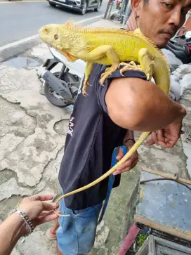 IGUANA KUNING ALBINO,DEPOK