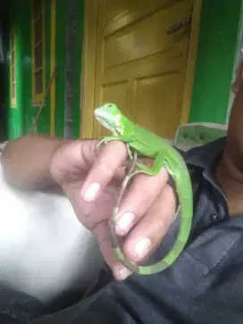 Iguana green Colombia