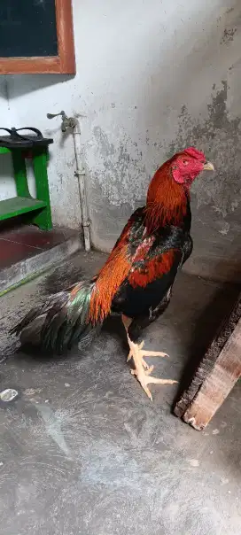 Ayam jago muda bangkok