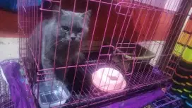 Kucing Persia jantan