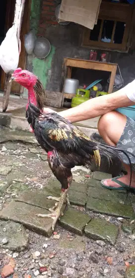 Sepasang Ayam Jago & Babon Bangkok