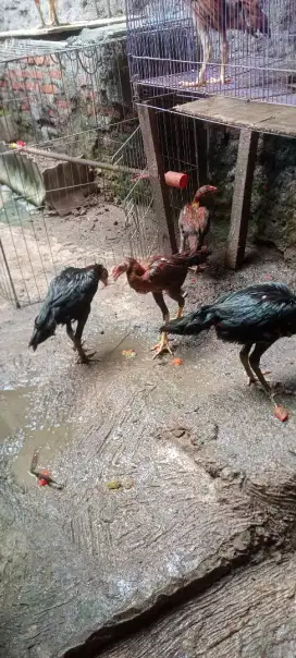 Jual cepat 3 ekor anak ayam Bangkok ekor lidi