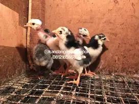 Ayam bangkok saigon umur 2 minggu