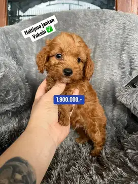 Puppies / anjing maltipoo jantan