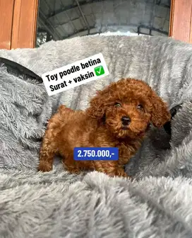 Puppies / anjing red toy poodle jantan