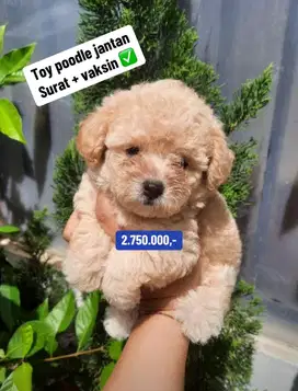 Puppies / anjing toy poodle betina